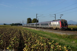 BB26036 at Thuret.